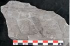 Foto (Detailansicht) von Asterophyllites sp.  (NHMW-GEO-2024-0188-10989)